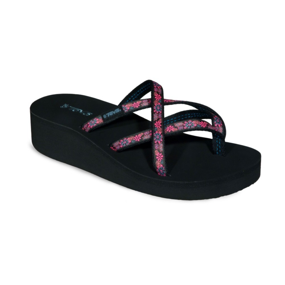 Aster Pink